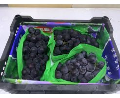 Kyoho Grapes 1.65kg