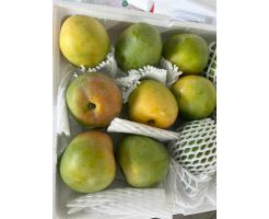 Ice Cream Mango 4kg (11–14 fruits per box)