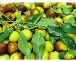 Winter Jujube1.45/box