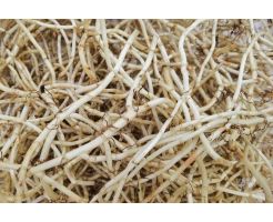 Houttuynia Cordata/400g