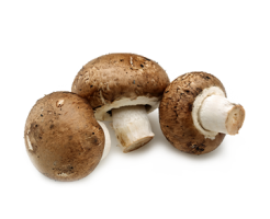 Brown Mushroom/KG