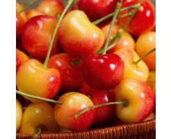 9R American White Cherry/1Kg