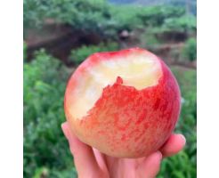 long quan yi peach 12 to 15pcs/Ctn
