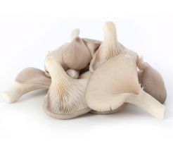 Oyster Mushroom/150g