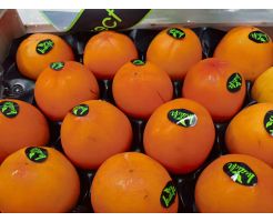 Spain Persimmon/3pcs