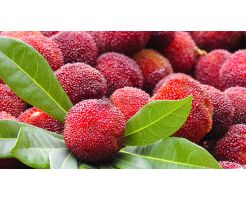 Bayberry/0.9kg